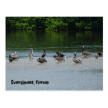 Everglades Florida Pelikane Postkarte Grußkarte
