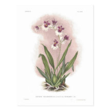 Excellens del var del phalaenopsis de Oncidium Postal