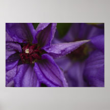 Explosión de la violeta poster