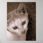 Expresión del gatito posters