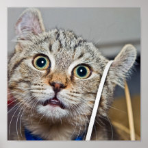 Expresión divertida del gatito impresiones