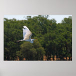 Extensión de sus alas, Egret Poster