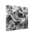 Extracto blanco y negro del pétalo lona envuelta para galerias