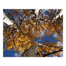 Extracto de Aspen Arte Fotográfico
