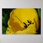Extracto del tulipán posters