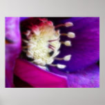Extracto - floración del Hellebore Poster