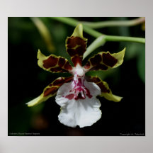 Factor 'Rayna de Odcdm.Floral Poster