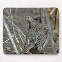 faisán Anillo-necked de la gallina, alerta y cuida Alfombrillas De Ratón