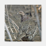 faisán Anillo-necked de la gallina, alerta y cuida Imán De Frigorífico