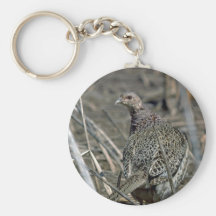 faisán Anillo-necked de la gallina, alerta y cuida Llaveros