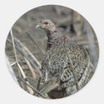 faisán Anillo-necked de la gallina, alerta y cuida Pegatinas Redondas