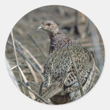 faisán Anillo-necked de la gallina, alerta y cuida Pegatinas Redondas