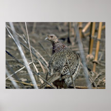 faisán Anillo-necked de la gallina, alerta y cuida Impresiones
