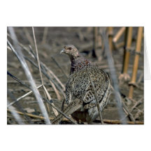 faisán Anillo-necked de la gallina, alerta y cuida Tarjeton