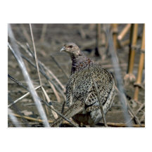 faisán Anillo-necked de la gallina, alerta y cuida Tarjeta Postal