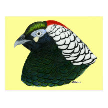 Faisán:  Señora Amherst Rooster Postal