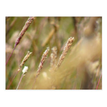Falta de definición del campo de trigo postal