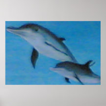 Fam de los delfínes poster