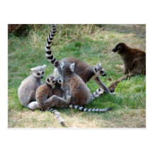 Familia atada anillo del lemur postal