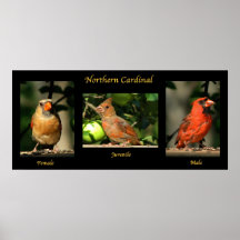 Familia cardinal septentrional posters