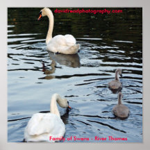Familia de cisnes posters