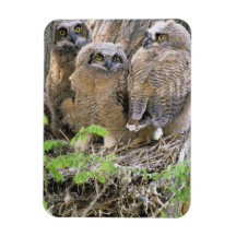 Familia de grandes Owlets de cuernos (virginianus  Iman Flexible