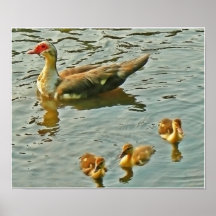 Familia de la aguamarina poster