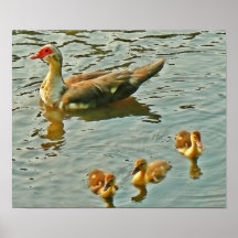 Familia de la aguamarina poster