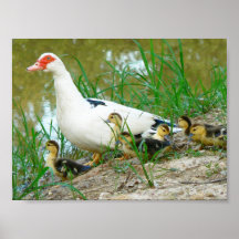 Familia de la costa impresiones