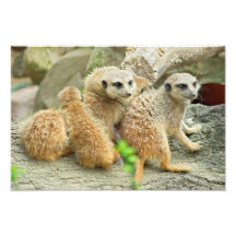 Familia de meerkats - foto