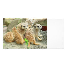 Familia de meerkats - tarjeta de la foto tarjetas fotograficas 