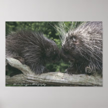 Familia de posters de los puercos espines