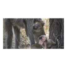 Familia del babuino tarjeta fotográfica personalizada