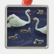 familia del cisne con 4 bebés ornatos