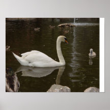 familia del cisne impresiones