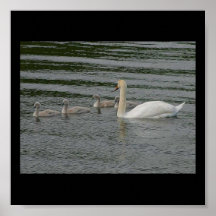 Familia del cisne impresiones