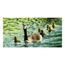 Familia del ganso tarjetas fotográficas 