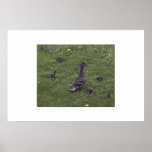 Familia del pato posters