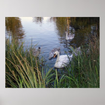 Familia hermosa de los cisnes en el Brocket Pasill Impresiones