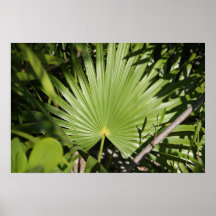 Fan tropical poster