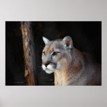 Fascinación del puma impresiones