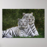 Fase blanca, tigre de Bengala, el Tigris Posters