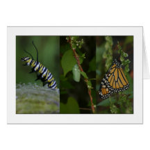 Fases de la mariposa de monarca tarjetas