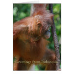 Fauna de Indonesia tarjetas