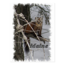 Fauna de Maine - marta de pino Postal