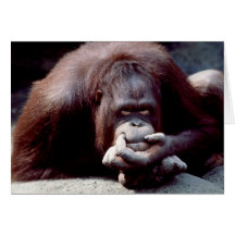 Fauna fijada - primates 10 tarjetón