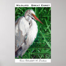 Fauna: Gran Egret Impresiones