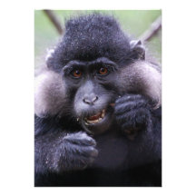 Fauna linda anuncios  