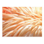 Feathers_ del flamenco postal
