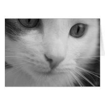 felines tarjetas